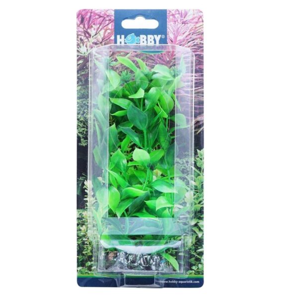 Hygrophila 20cm